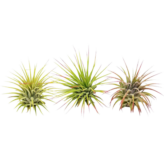 3 Ionantha Guatemala Air Plants / Blooms