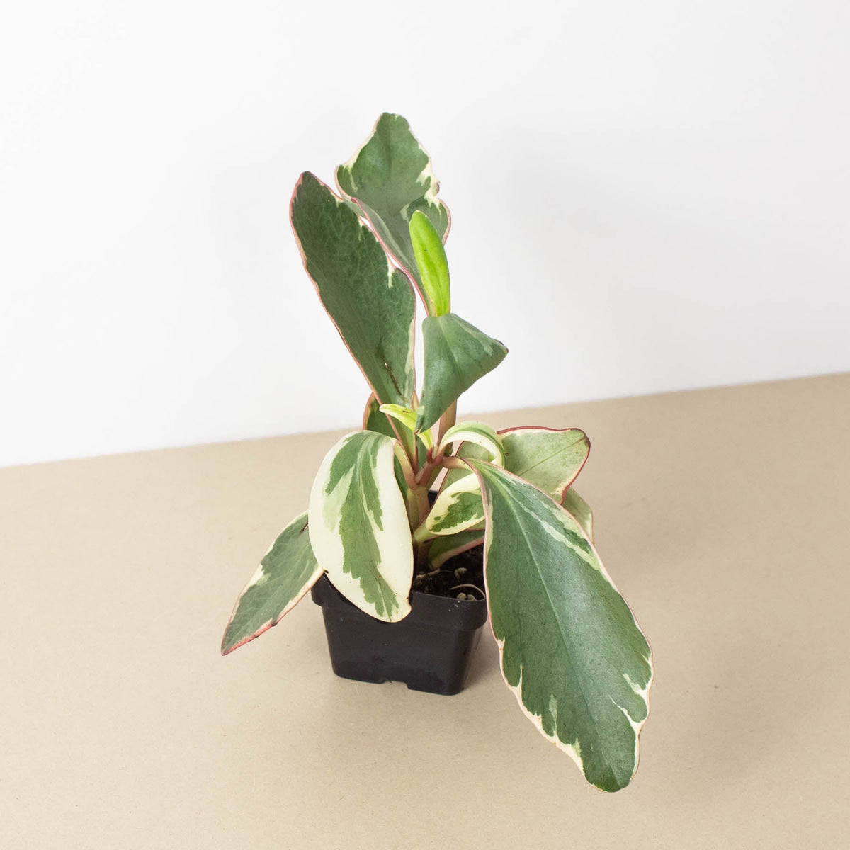 Ginny Peperomia (Peperomia clusiifolia 'Ginny')