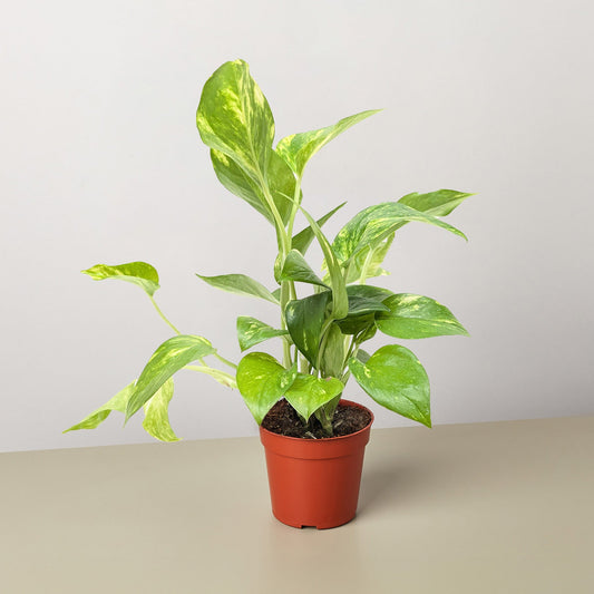 Golden Pothos Variegated (Epipremnum aureum)