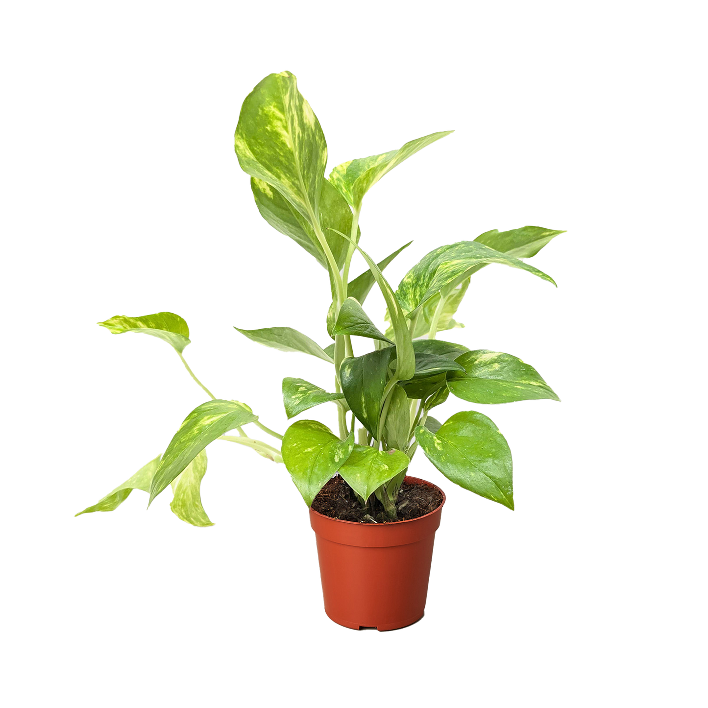 Golden Pothos Variegated (Epipremnum aureum)