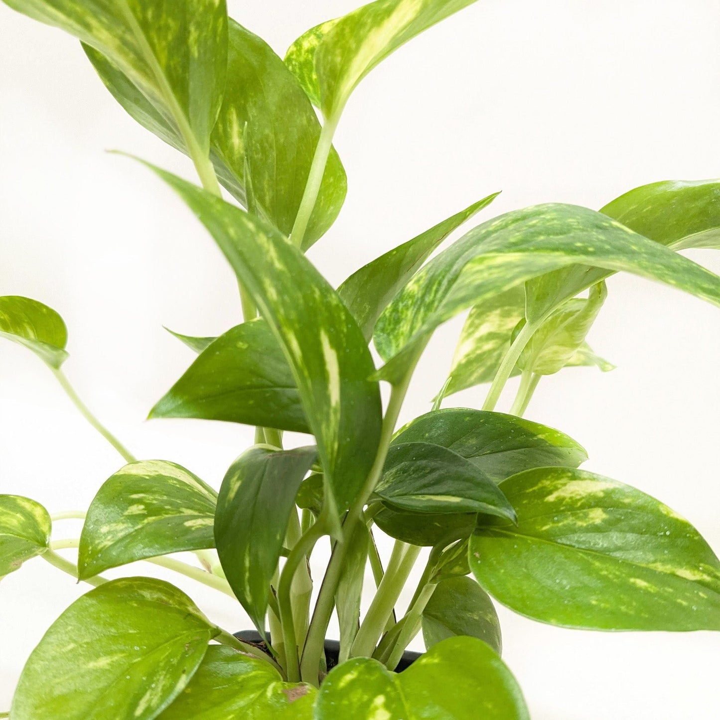Golden Pothos Variegated (Epipremnum aureum)