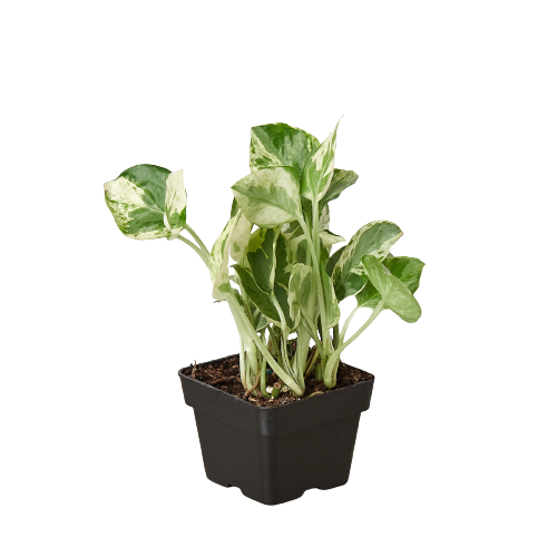 N'Joy Pothos (Epipremnum aureum 'N'Joy')