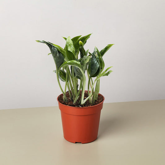 Shangri La Pothos (Epipremnum aureum 'Shangri La')