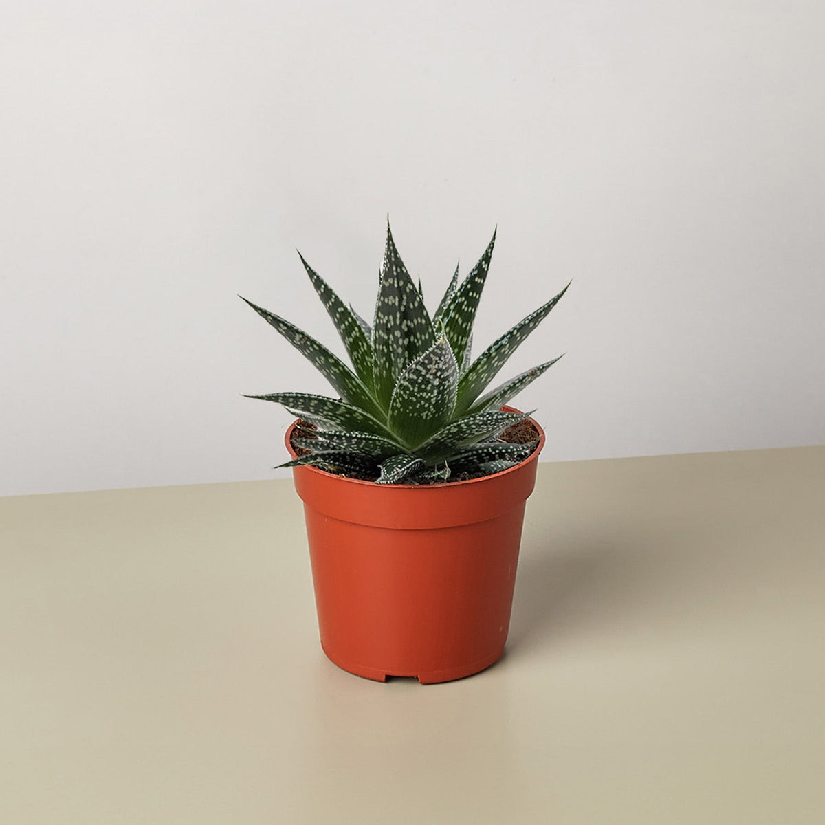 Gasteria 'Durban' (Gasteria spp.)