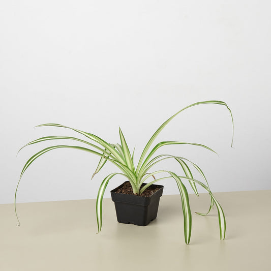 Upright Spider Plant (Chlorophytum comosum)