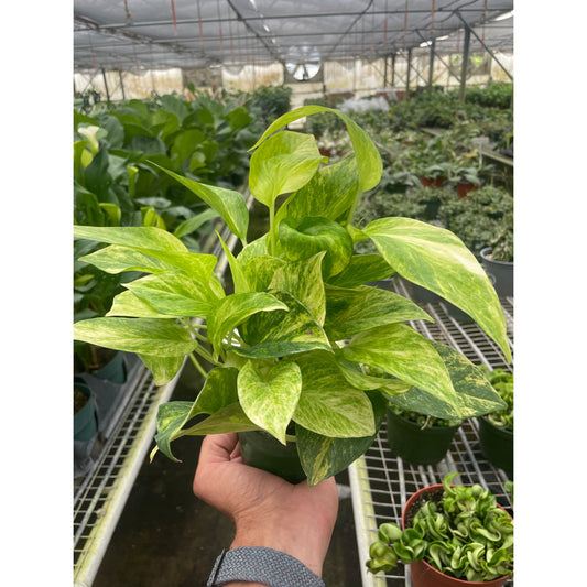 Neon Queen Pothos (Epipremnum aureum 'Neon Queen')
