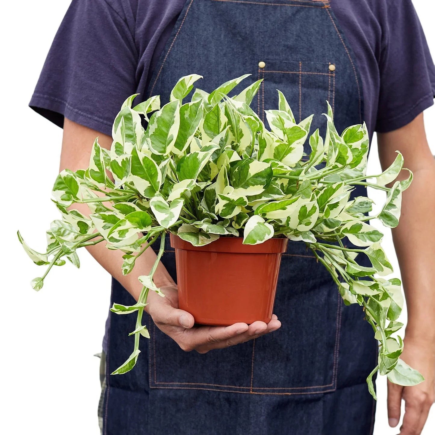 N'Joy Pothos (Epipremnum aureum 'N'Joy')