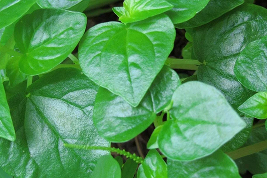 Shiny Bush Vivarium Seeds (Peperomia pellucida) — 200+ Seed Pack