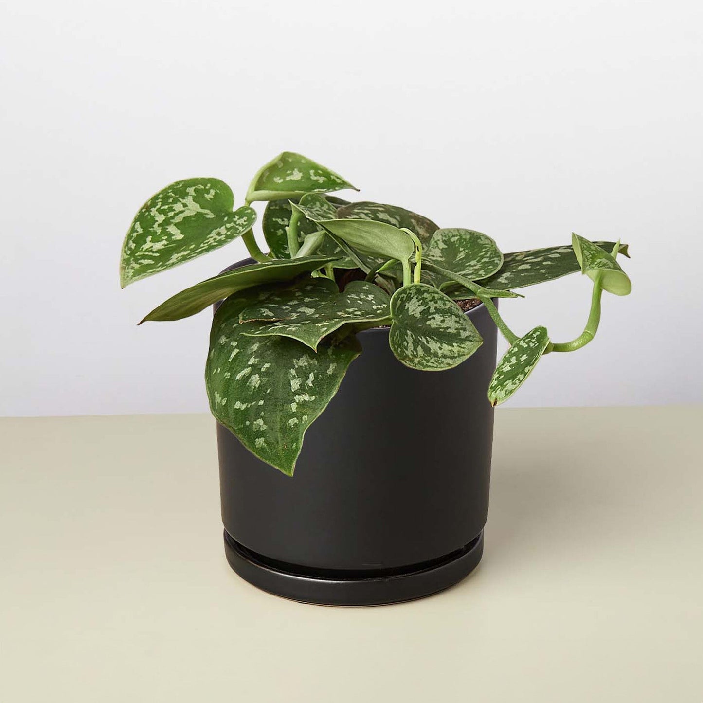 Satin Pothos / Silver Vine (Scindapsus pictus 'Argyraeus')