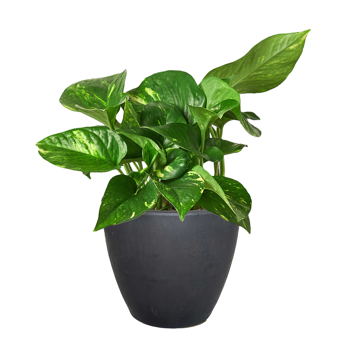 Golden Pothos Variegated (Epipremnum aureum)