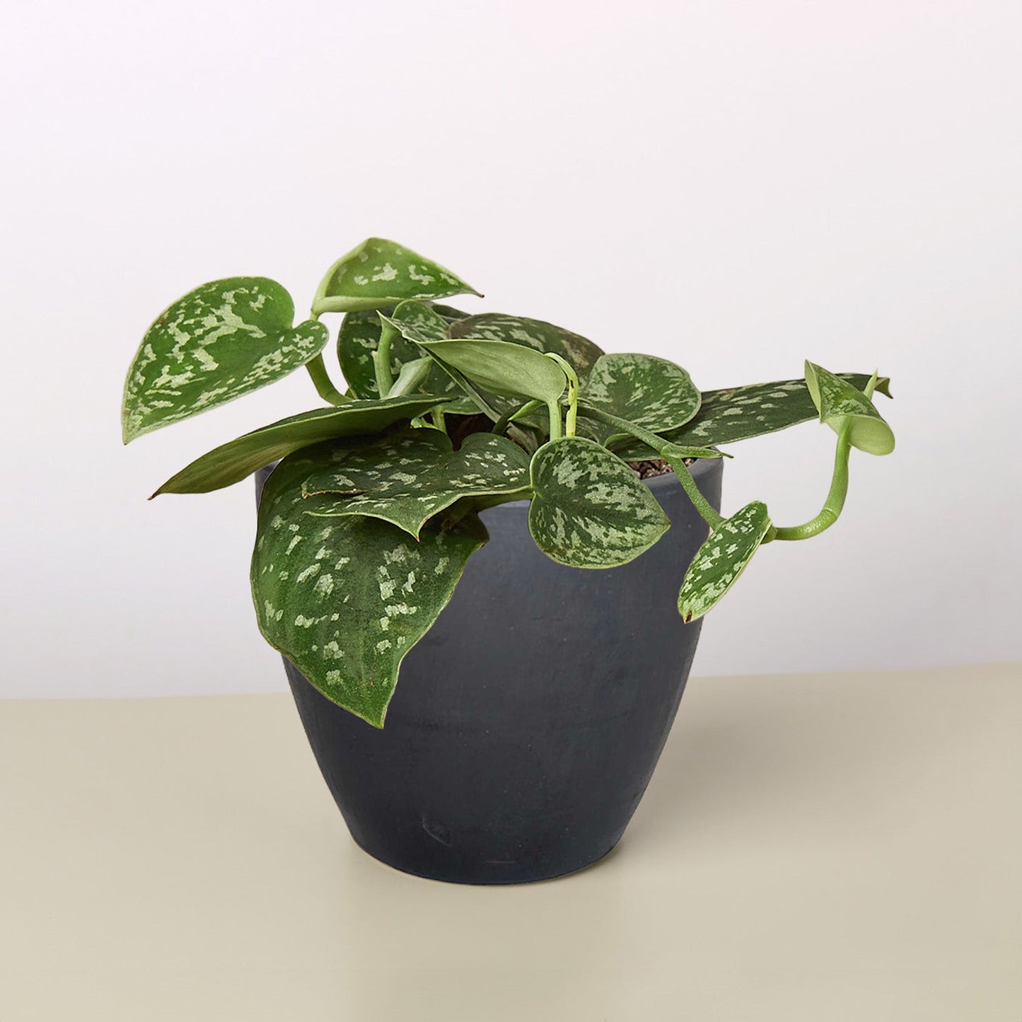 Satin Pothos / Silver Vine (Scindapsus pictus 'Argyraeus')