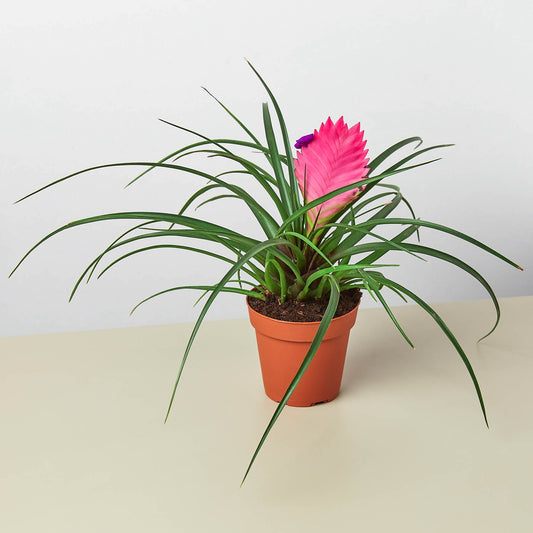 Pink Quill (Wallisia cyanea / Tillandsia cyanea)