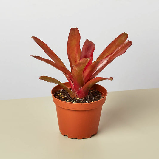 Fireball Bromeliad (Neoregelia 'Fireball')