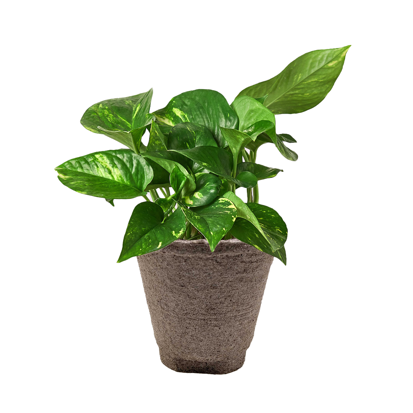 Golden Pothos Variegated (Epipremnum aureum)