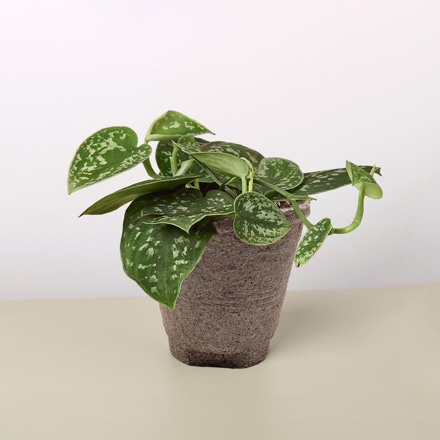 Satin Pothos / Silver Vine (Scindapsus pictus 'Argyraeus')
