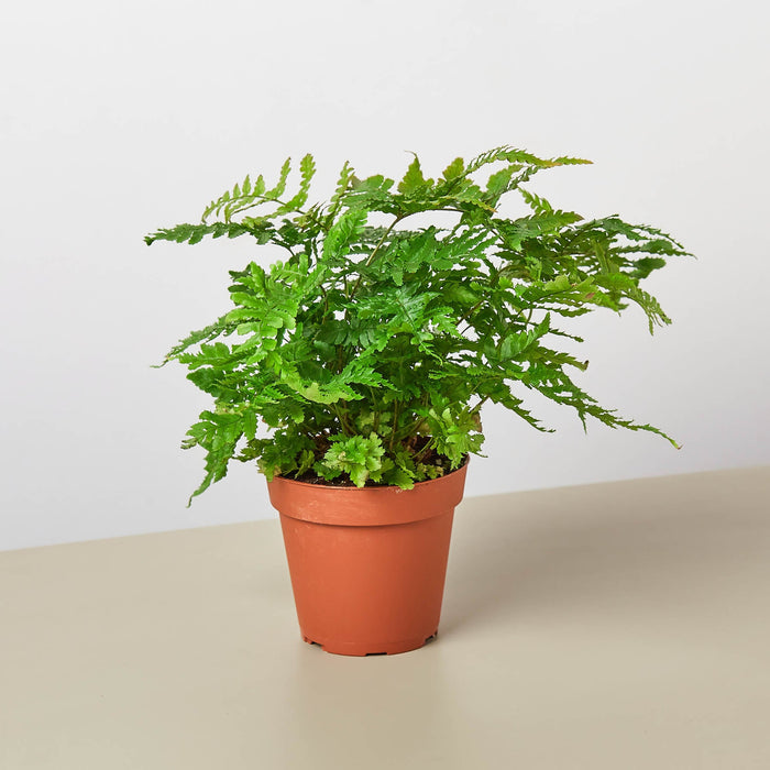 Austral Gem Fern (Asplenium dimorphum × difforme)