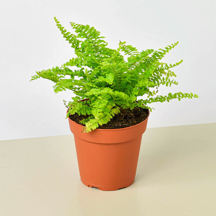Cotton Candy Fern (Nephrolepis exaltata)