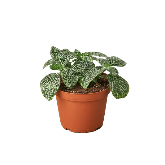 White Nerve Plant (Fittonia albivenis)