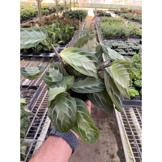 Silver Band Prayer Plant (Maranta leuconeura 'Silver Band')