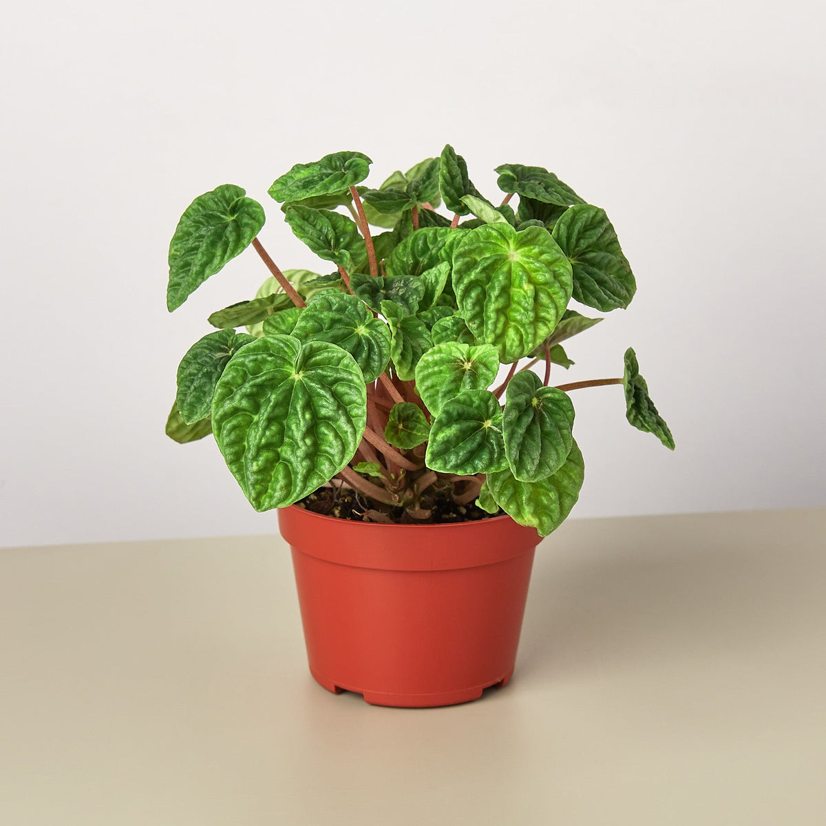 Ripple Peperomia (Peperomia caperata)