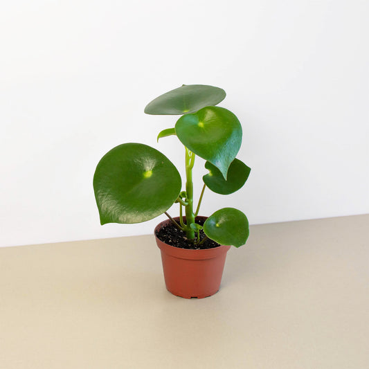 Raindrop Peperomia (Peperomia polybotrya)