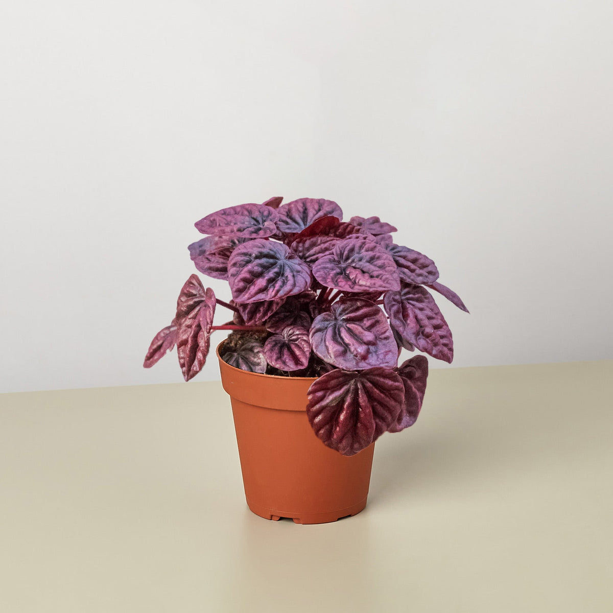 Red Ripple Peperomia (Peperomia 'Ripple Red')