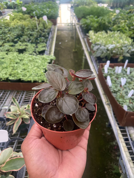 Peperomia Rugosa (Peperomia rugosa)