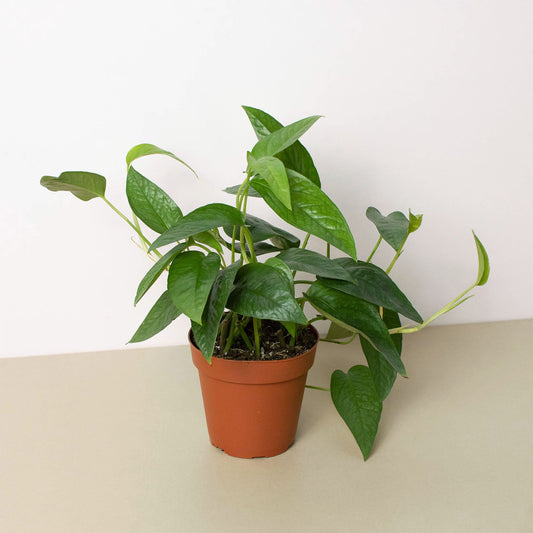Cebu Blue Pothos (Epipremnum pinnatum 'Cebu Blue')