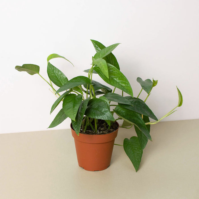Cebu Blue Pothos (Epipremnum pinnatum 'Cebu Blue')