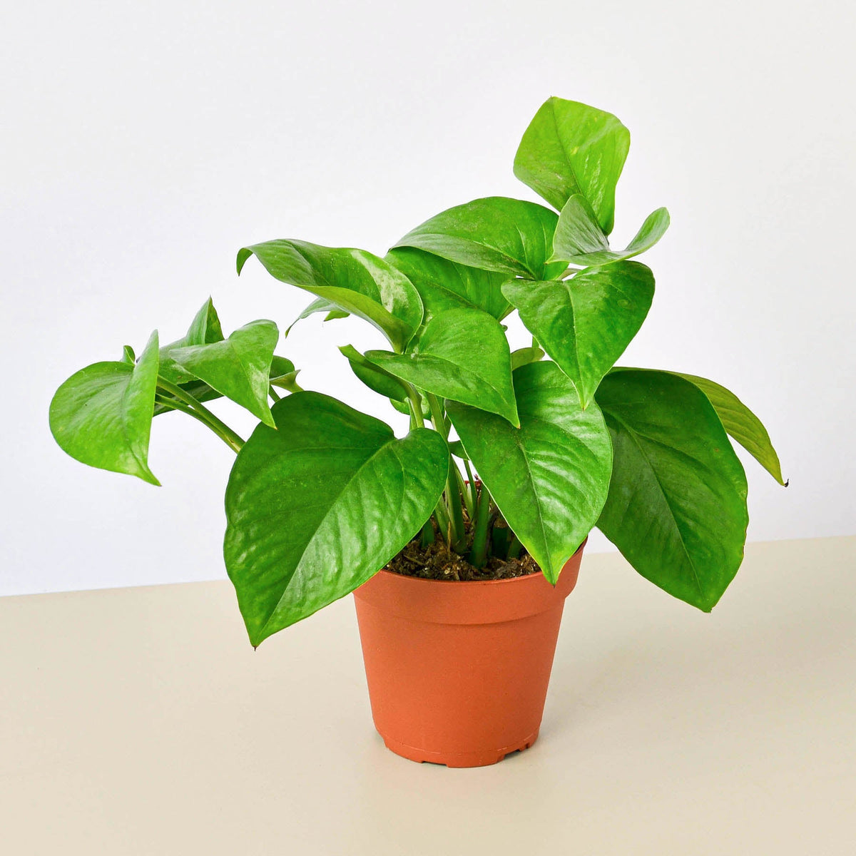 Green Queen Pothos (Epipremnum aureum 'Green Queen')