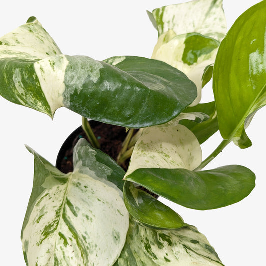 Manjula Pothos (Epipremnum aureum 'Manjula')