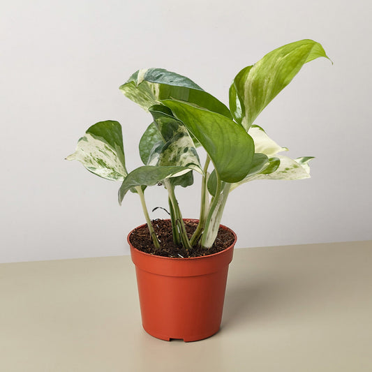 Manjula Pothos (Epipremnum aureum 'Manjula')