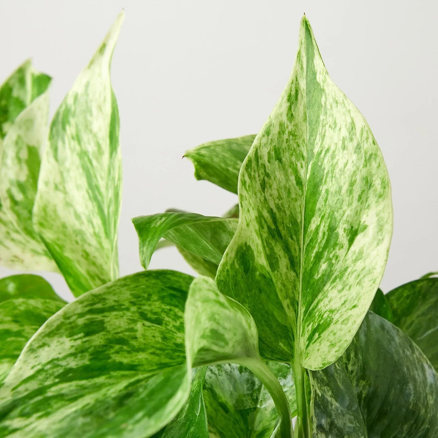 Marble Queen Pothos (Epipremnum aureum 'Marble Queen')
