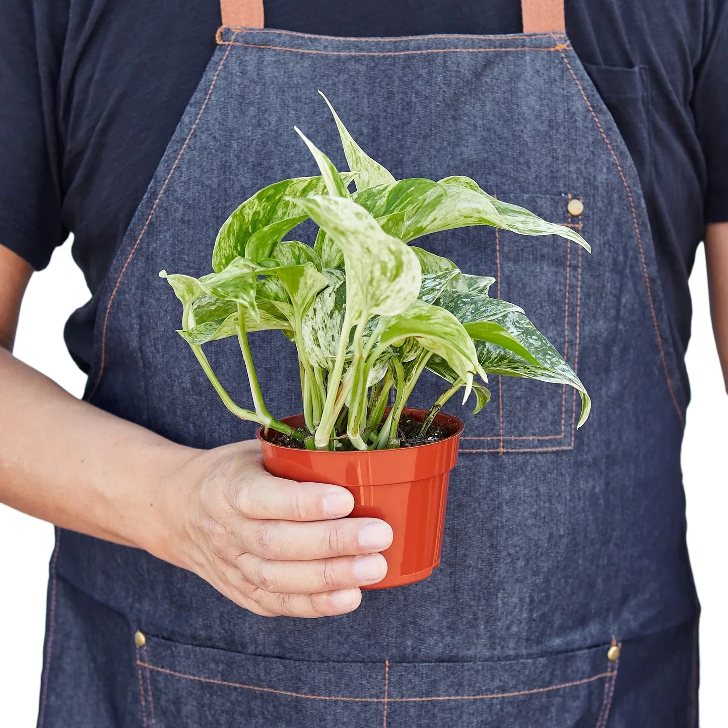 Marble Queen Pothos (Epipremnum aureum 'Marble Queen')