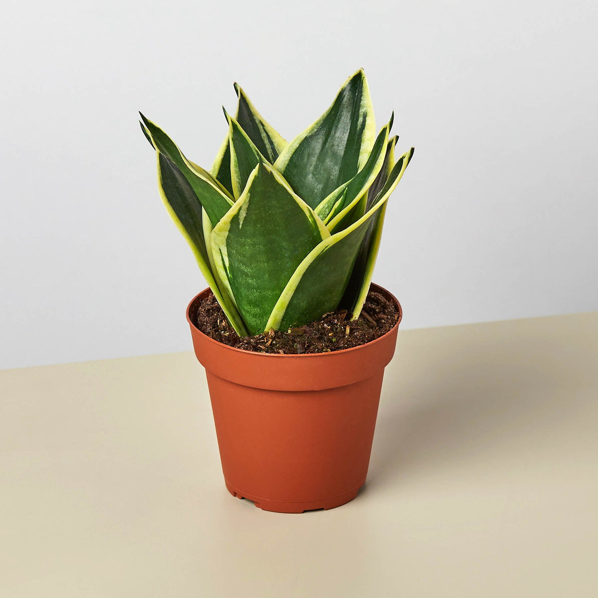 Snake Plant 'Black Gold' (Sansevieria trifasciata 'Black Gold' / Dracaena trifasciata)