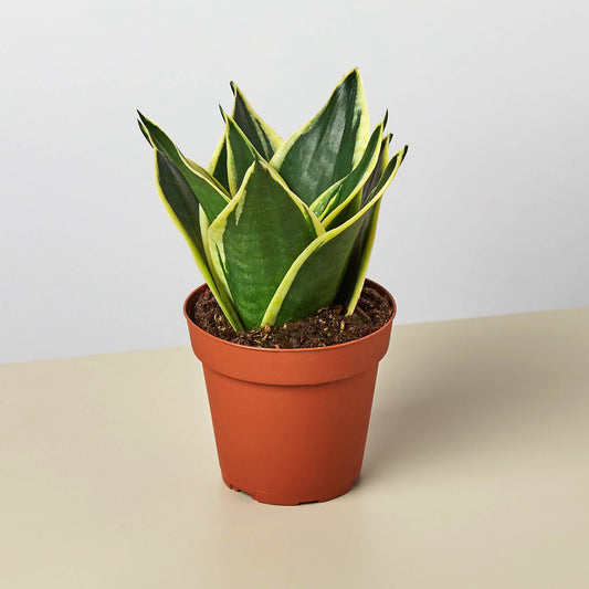 Snake Plant 'Black Gold' (Sansevieria trifasciata 'Black Gold' / Dracaena trifasciata)