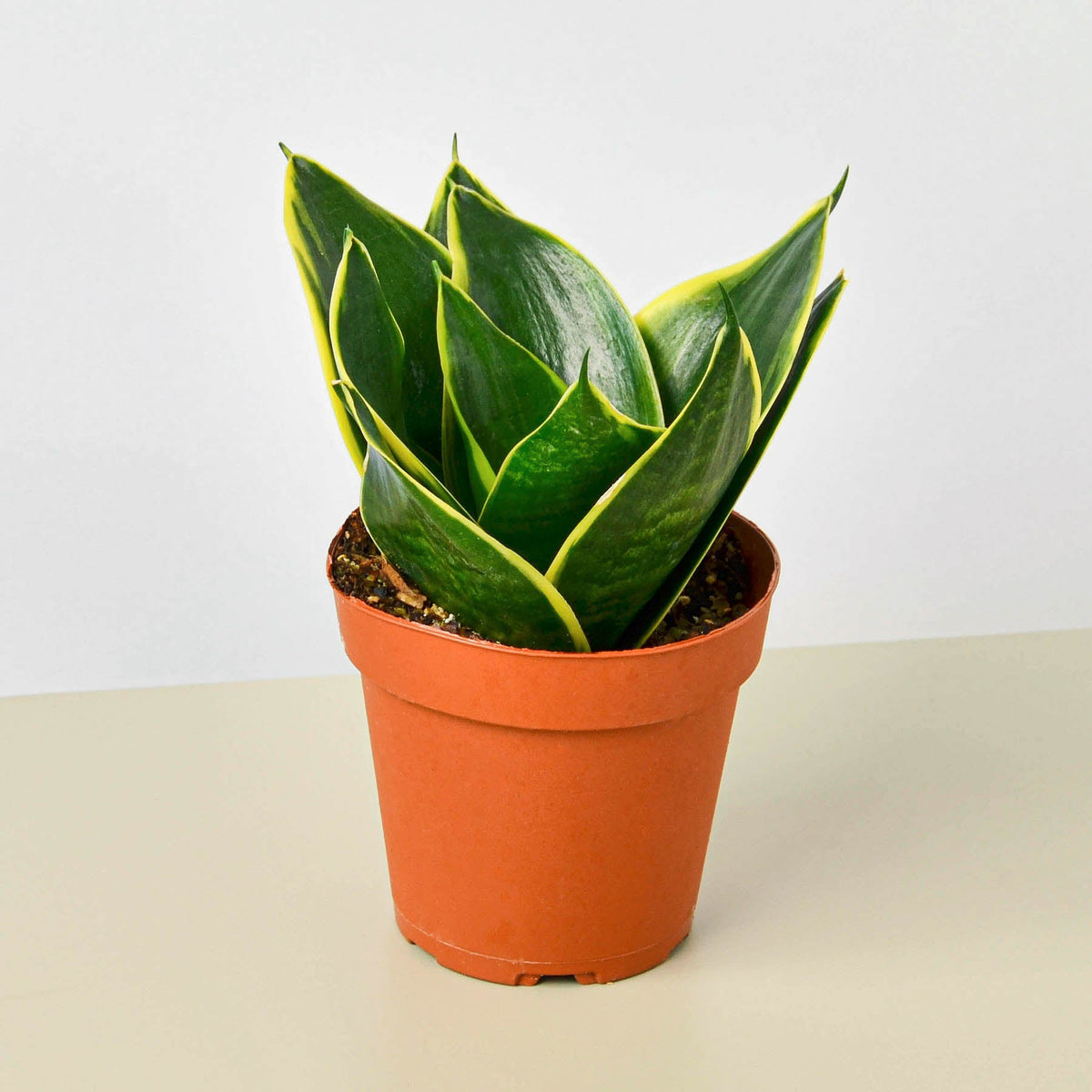 Snake Plant 'Emerald Star' (Sansevieria trifasciata 'Emerald Star' / Dracaena trifasciata)