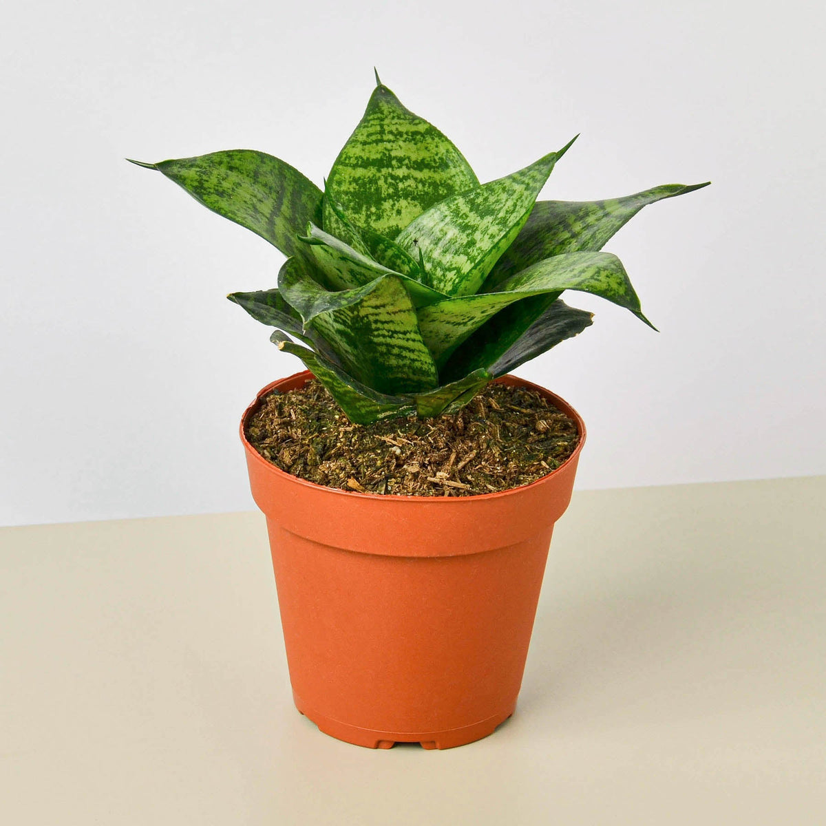 Snake Plant 'Forest Star' (Sansevieria trifasciata 'Forest Star' / Dracaena trifasciata)