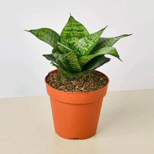 Snake Plant 'Forest Star' (Sansevieria trifasciata 'Forest Star' / Dracaena trifasciata)