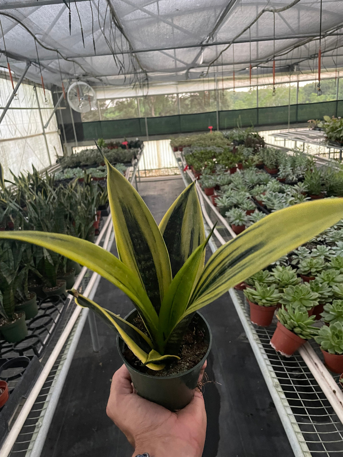 Snake Plant 'Golden Flame' (Sansevieria trifasciata 'Golden Flame' / Dracaena trifasciata)