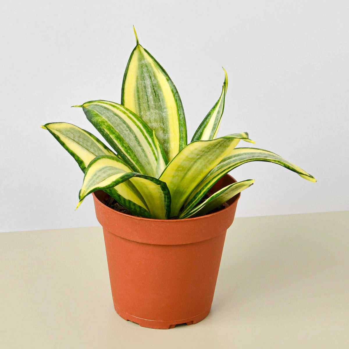 Snake Plant 'Golden Hahnii' (Sansevieria trifasciata 'Golden Hahnii' / Dracaena trifasciata)