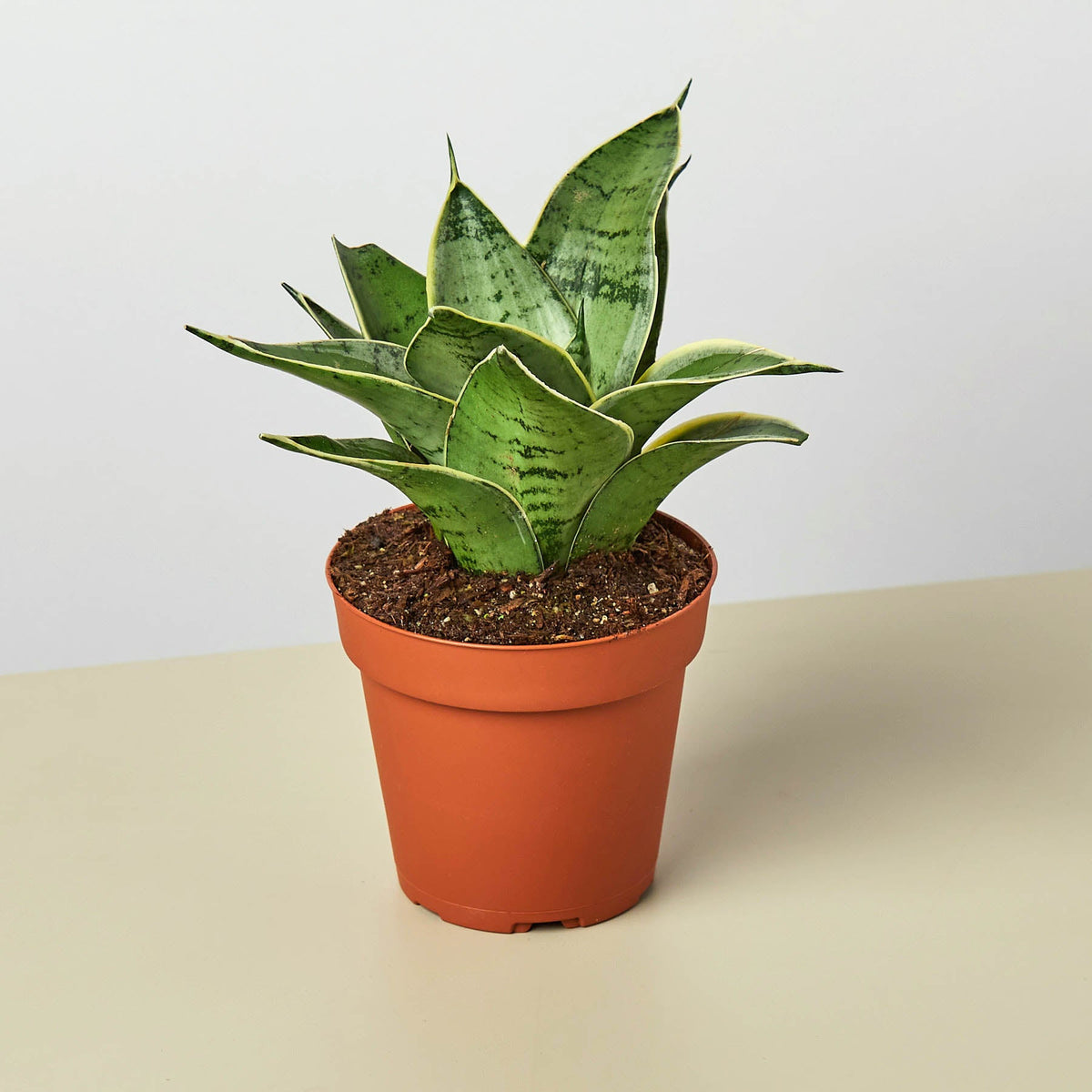 Snake Plant 'Starlight' (Sansevieria trifasciata 'Starlight' / Dracaena trifasciata)