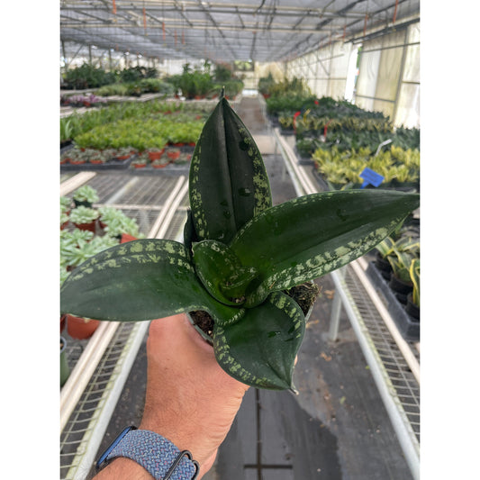Snake Plant 'Whitney' (Sansevieria trifasciata / Dracaena trifasciata 'Whitney')
