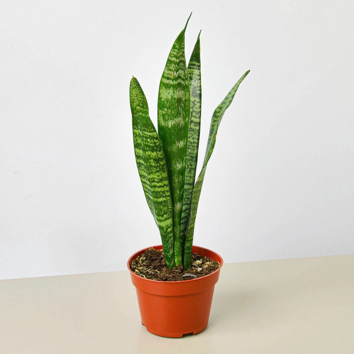 Snake Plant 'Zeylanica' (Sansevieria trifasciata / Dracaena trifasciata)