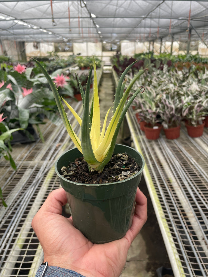 Aloe 'Solar Flare' (Aloe humilis Hybrid)