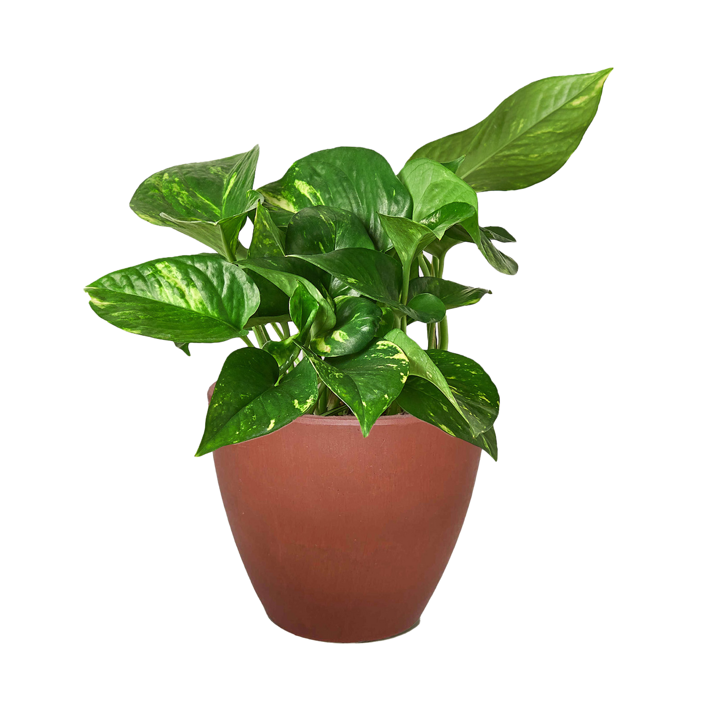 Golden Pothos Variegated (Epipremnum aureum)