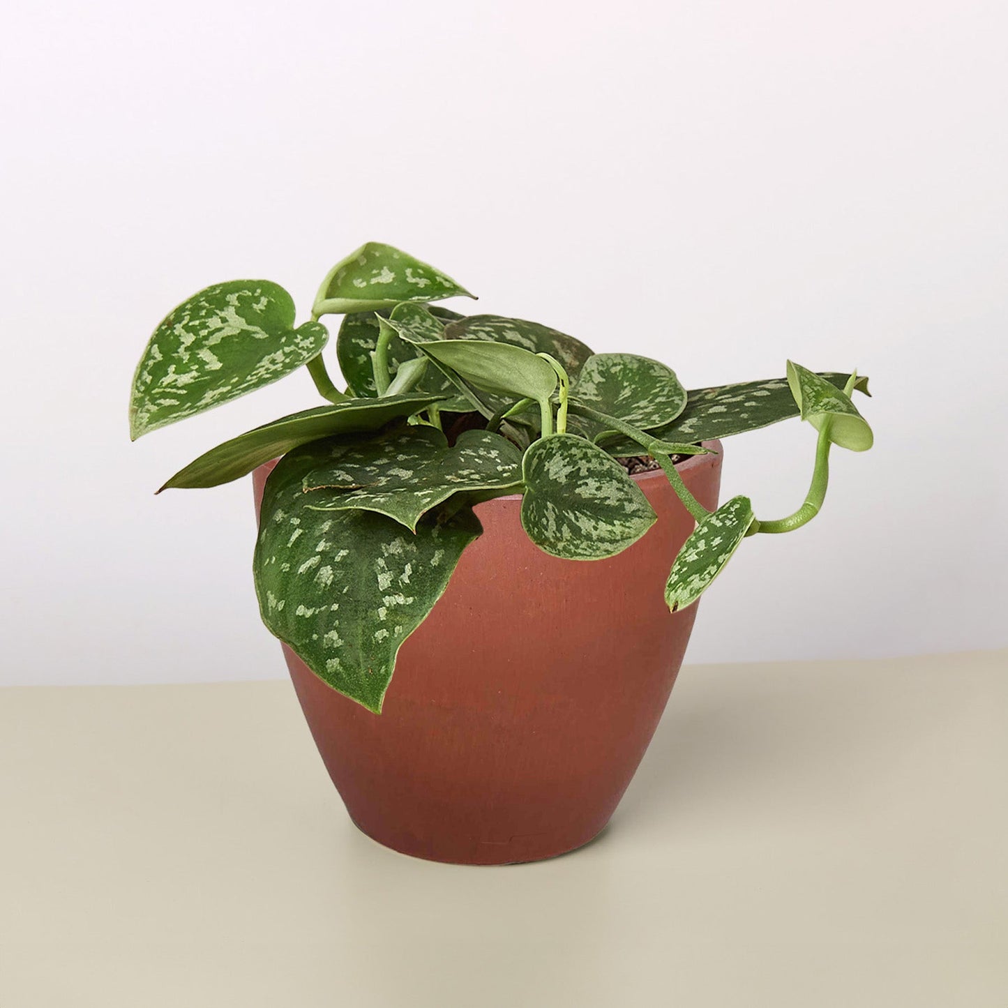 Satin Pothos / Silver Vine (Scindapsus pictus 'Argyraeus')