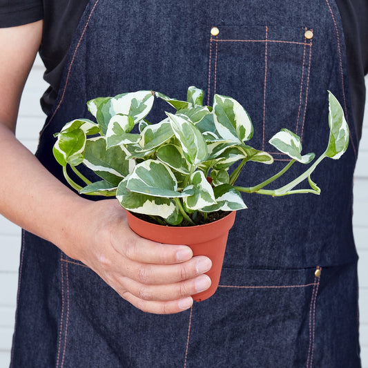N'Joy Pothos (Epipremnum aureum 'N'Joy')