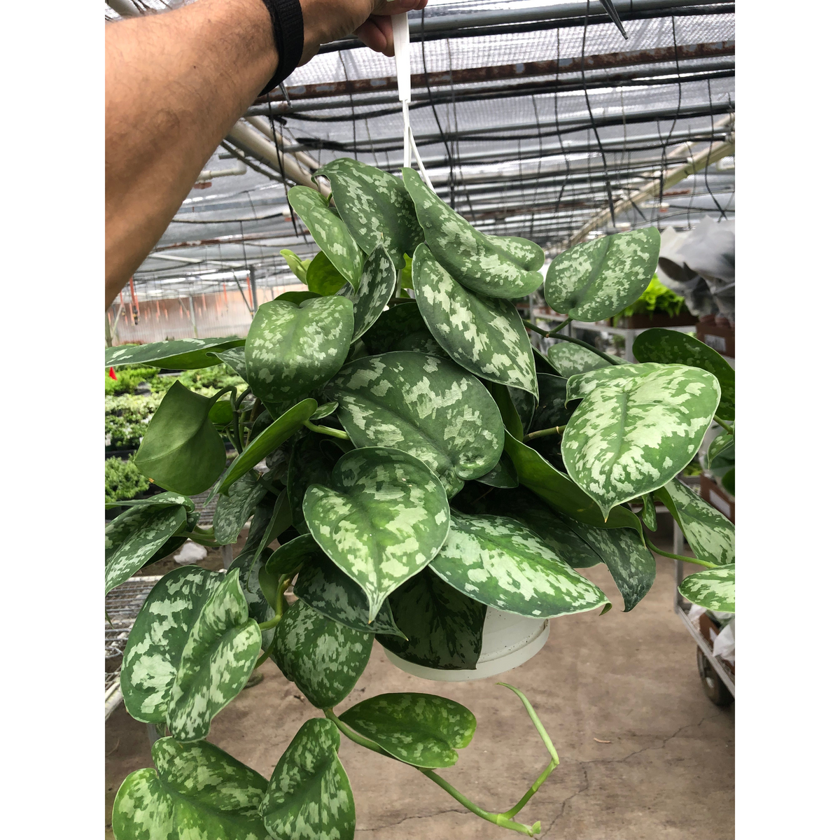Exotica Satin Pothos (Scindapsus pictus 'Exotica')
