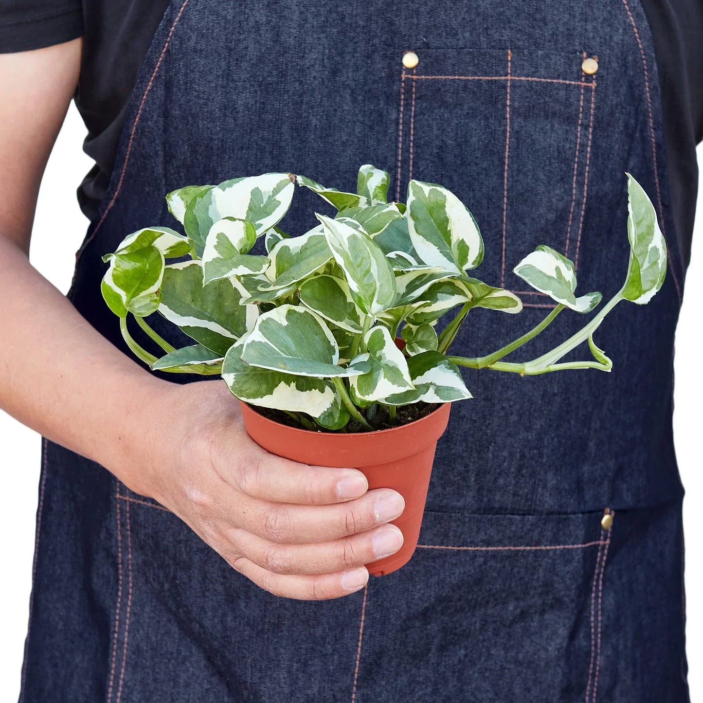 N'Joy Pothos (Epipremnum aureum 'N'Joy')